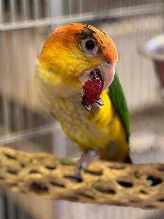 Image 6 of Hand Reared Baby Caique Parrot At Urnan Exotics