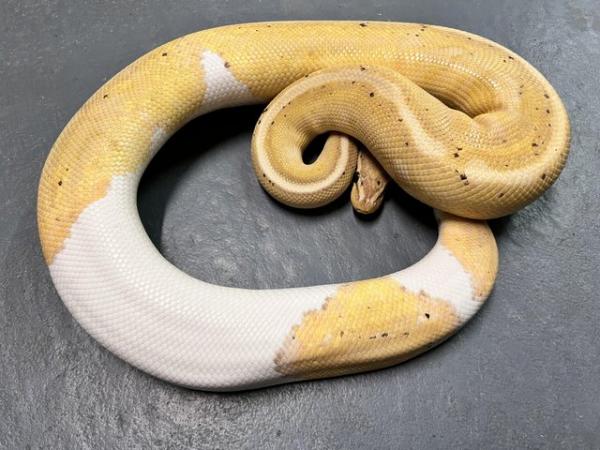Image 5 of Male Banana Pied ball python CB21