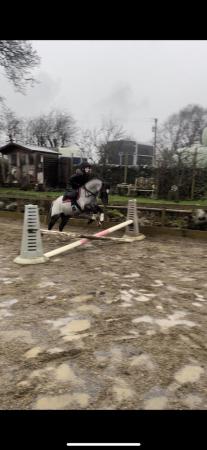 Image 2 of *Mikey* 12.1 Pony club Allrounder!