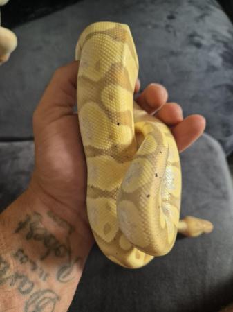 Image 6 of Royal python for sale multi gene