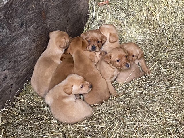 Preview of the first image of Gorgeous Pedigree Working Fox Red Labrador Puppies! 2 LEFT!.