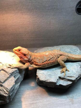 Image 4 of Female Bearded Dragon 2 years old