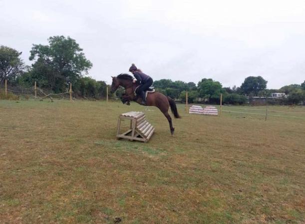 Image 11 of Superb 138 for sale, all round family pony