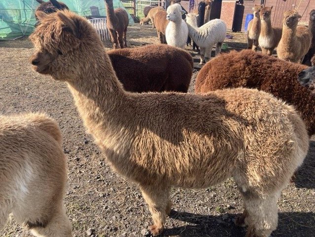 Preview of the first image of Female Alpacas for sale various colours.