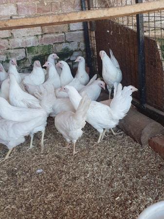 Image 1 of White star pullets available