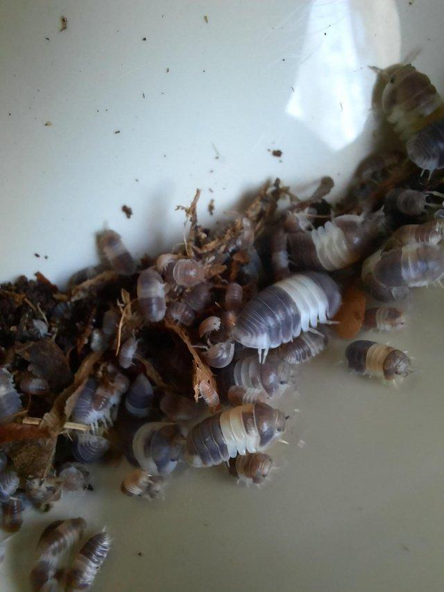 Preview of the first image of Zebra maculatum isopods and panda cubaris sp isopods.