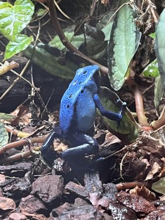 Image 3 of Dendrobates tinctoruis azureus tadpoles