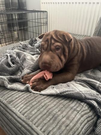 Image 2 of Female Sharpei puppy for sale