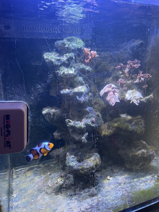 Preview of the first image of Red Sea max 170e fish tank.