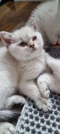 Image 7 of Pedigree british shorthair kittens