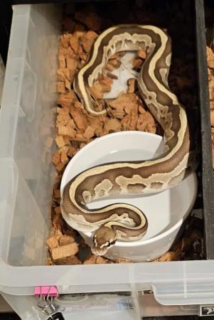 Image 5 of ball python pair read advert only the male left
