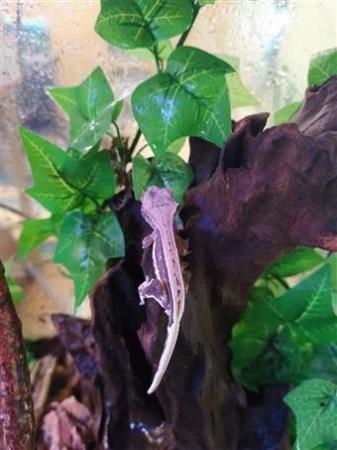 Image 3 of Various Crested Geckos ready for sale