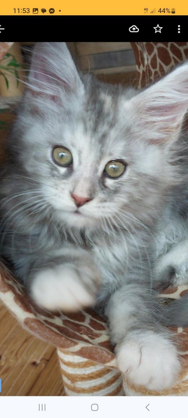 Preview of the first image of Maine coon kittens for sale.full pedigree.