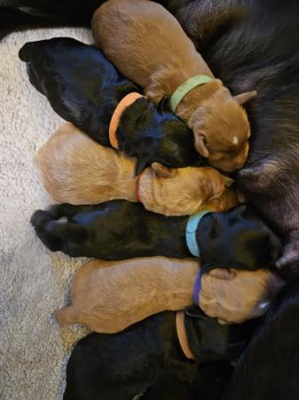 Image 9 of Labradoodle puppies **Health tested parents**