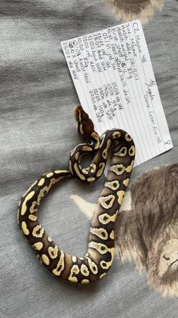 Image 6 of Baby Royal Pythons available