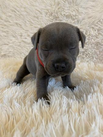 Image 9 of Champion blue Staffordshire bull terrier puppies