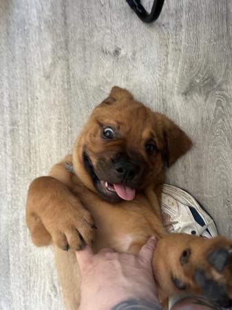 Image 1 of French mastiff cross Rottweiler ready now