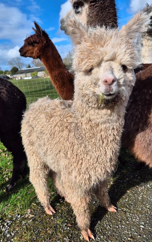 Preview of the first image of ENTIRE ALPACA 7 MONTHS OLD.