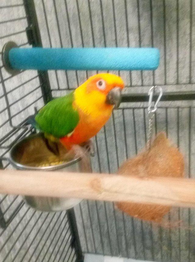 Preview of the first image of Jeandy conure talking parrot.