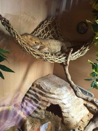 Image 6 of Male bearded dragon with full set up