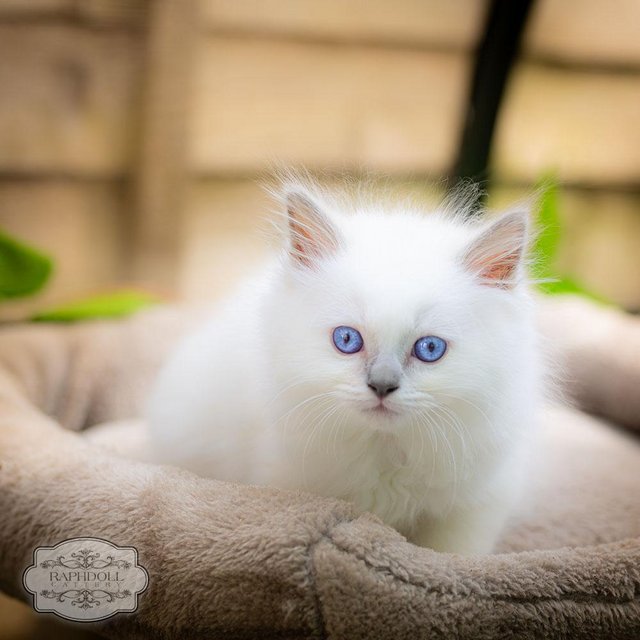 Preview of the first image of Ragdoll Kitten for sale Active TICA.