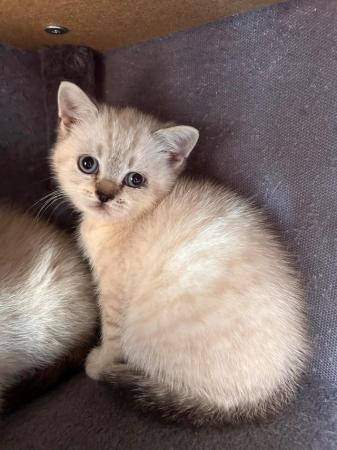 Image 24 of British Shorthair colourpoint kittens READY NOW