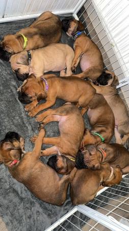 Image 2 of Cane Corso X Presa Canario Puppies For Sale