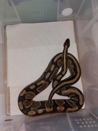 Image 10 of Balll python snakes (Whole collection)