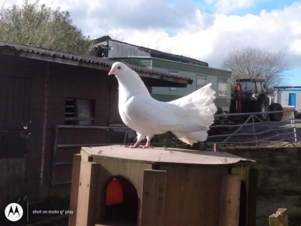 Image 1 of Wanted Please.... Female Fantail White Doves