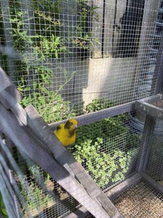 Image 2 of Beautiful singing Canary male. sold