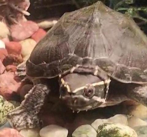 Image 3 of Female musk turtle needs loving home