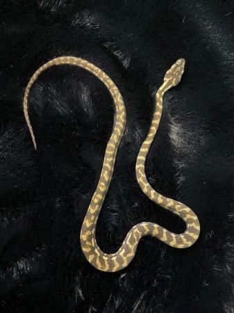 Image 4 of Beautiful female jungle carpet pythons