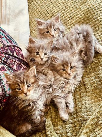 Image 5 of Pedigree Maincoon kittens