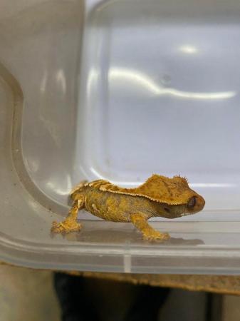 Image 3 of Partial pinstripe tiger crested gecko £70