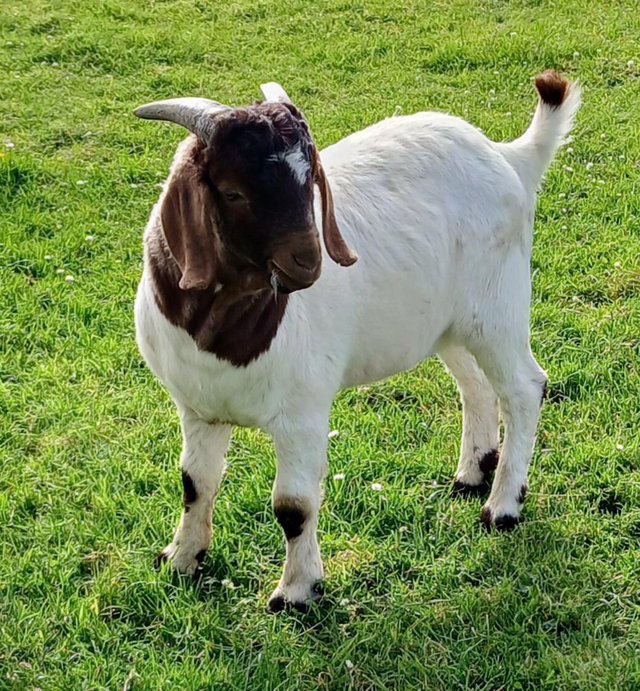 Preview of the first image of Pure Boer Intact Young Billy Goat.