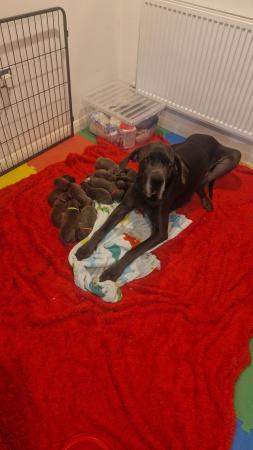 Image 3 of Adorable KC Blue Great Dane puppies READY NOW!!