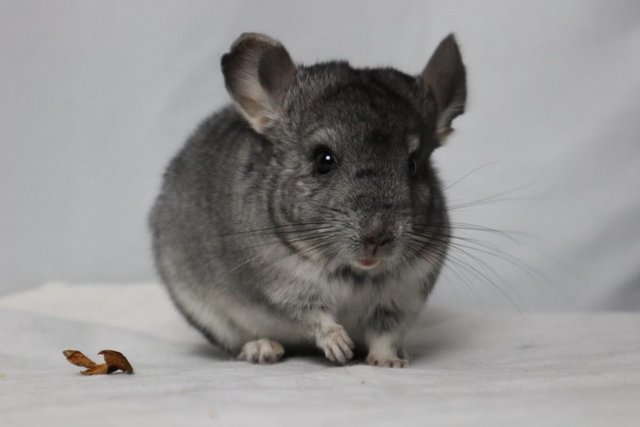 Image 7 of Chinchilla Baby Girl, Standard colour, 3 Months old for sale
