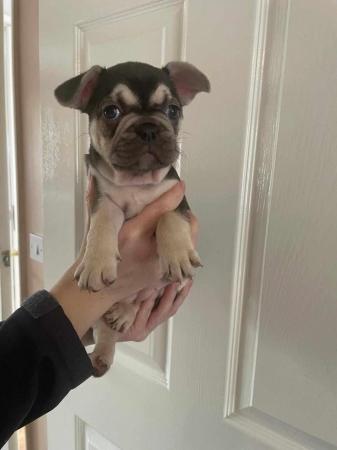 Image 15 of Last one left ready today  KC REG French bulldog puppies