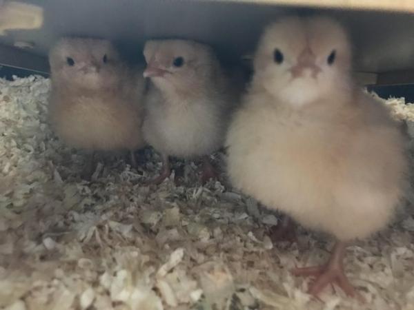 Image 2 of Pure buff Orpington day old chicks for sale
