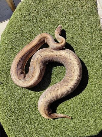 Image 1 of Ball python collection for sale