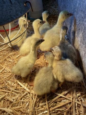 Image 2 of Pure bred Chinese goslings