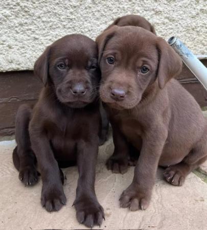 Image 15 of KC Reg Chocolate Labrador Puppies Parents Health Tested