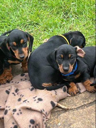 Image 6 of Reduced- Miniature Dachshunds Ready to go