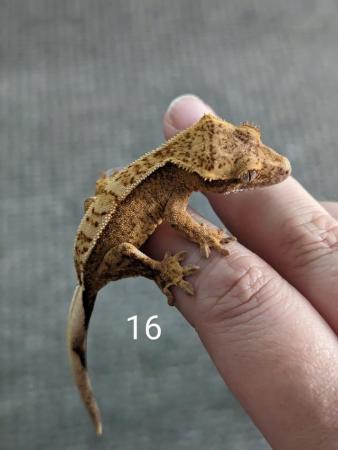 Image 4 of Various baby crested geckos
