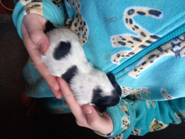 Image 4 of Gorgeous 5 gen pedigree tricoloured papillon pup for sale