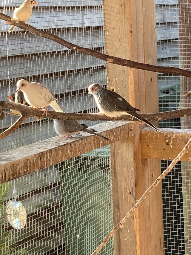 Diamond doves Aviary Bred