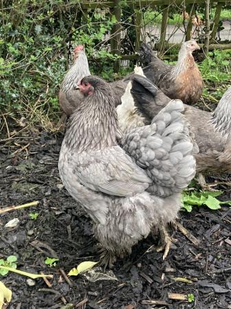 Image 2 of Various rare breed hens from £4