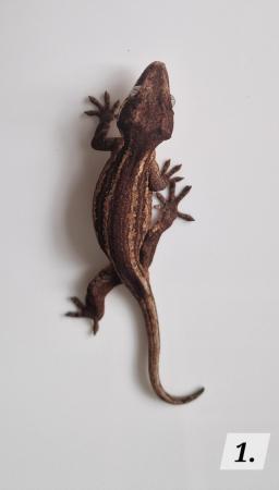 Image 13 of Cb23 gargoyle geckos for sale unsexed