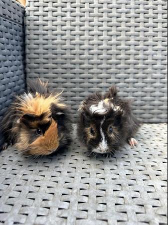 Image 2 of 2 left x Pretty funky haired female guinea pigs.