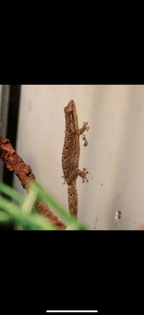 Image 4 of 7 Mourning geckos available